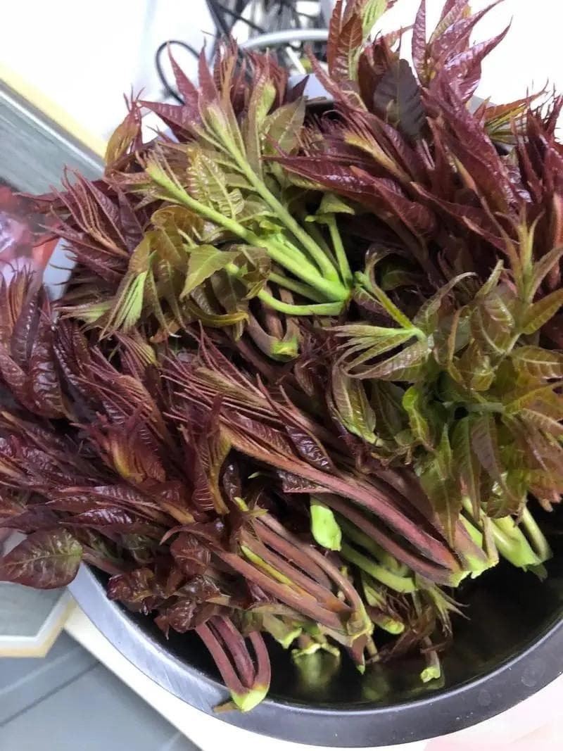 香椿的食用季节、功效与多种美味做法