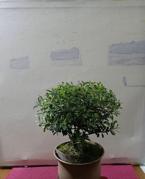 小叶赤楠的光照需求解析：半阴半阳才是最佳选择