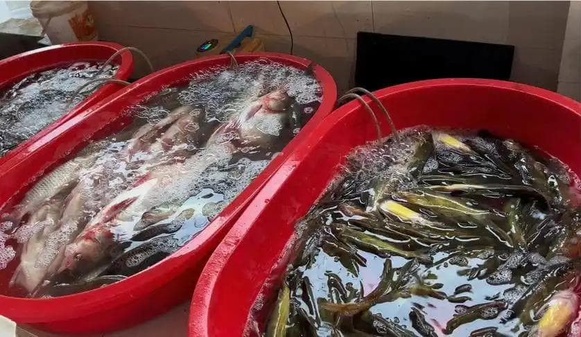 精选鱼种+线上线下双管齐下，新手卖家这样打开鱼市