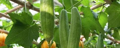 解锁果蔬奥秘：香蕉、秋葵、菠萝蜜、黄瓜、丝瓜的独特差异大揭秘