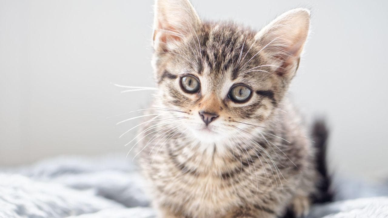 猫鼻咽息肉：症状、原因、诊断与治疗全解析