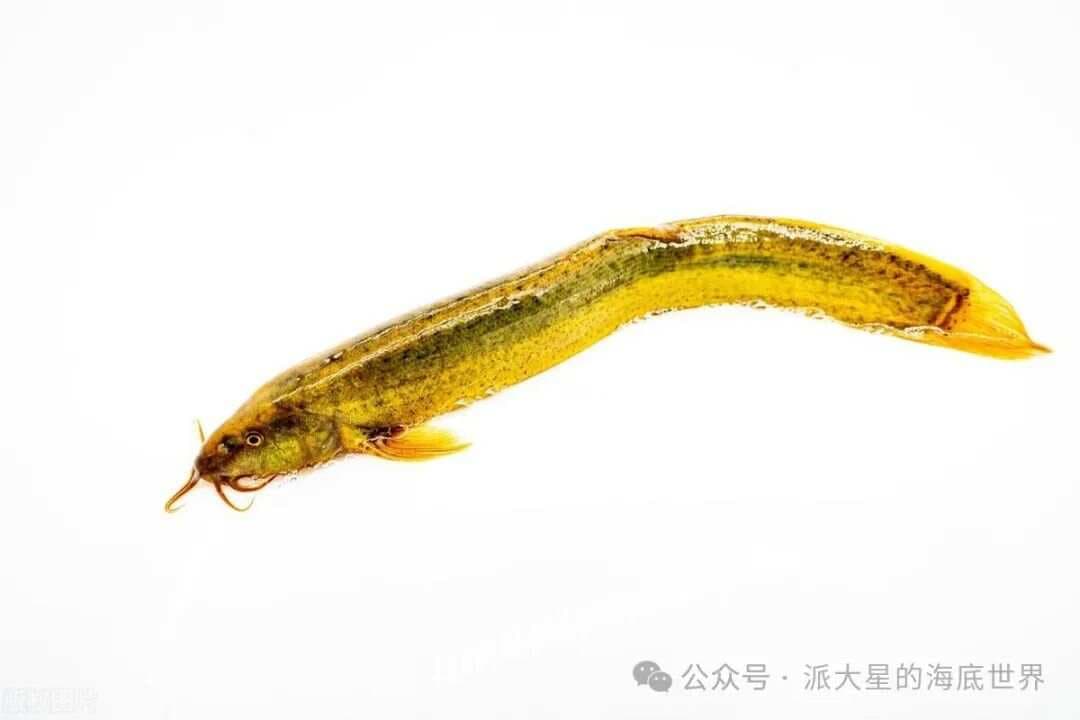 泥鳅还是小的滑