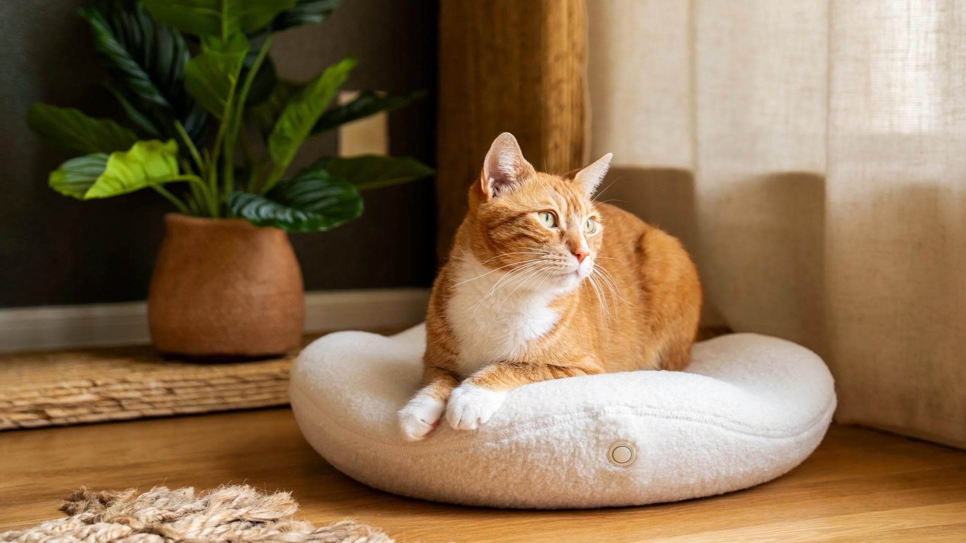 猫咪床应该如何选择