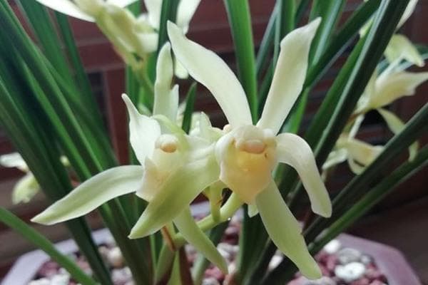 室内兰花种植全攻略：光照、温度、湿度等关键要素详解