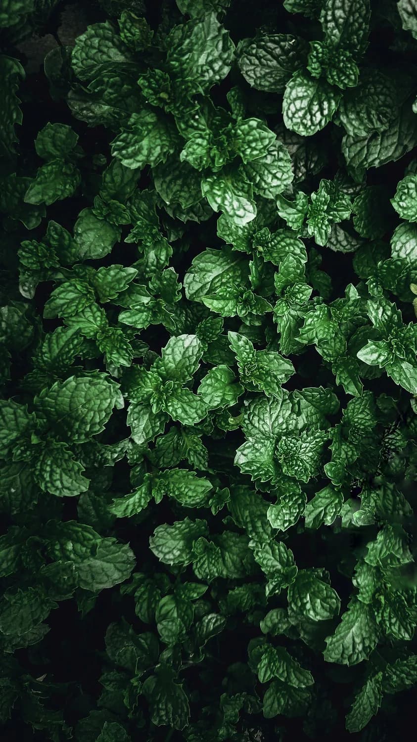 冬季必备：白芷藿香茶改善呼吸健康