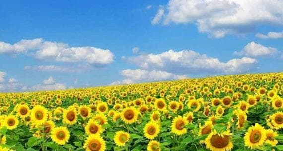 向日葵的寓意和花语：解读这朵“太阳花”的深层含义