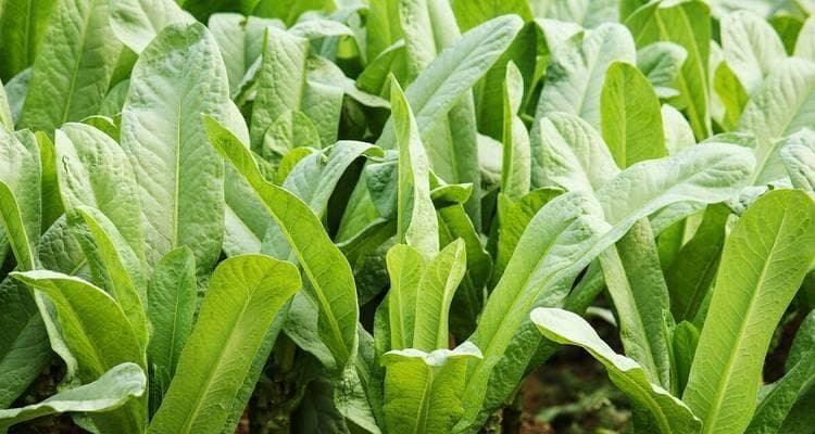 油麦菜的种植时间和方法详解（打造丰收的菜园，掌握正确种植技巧）