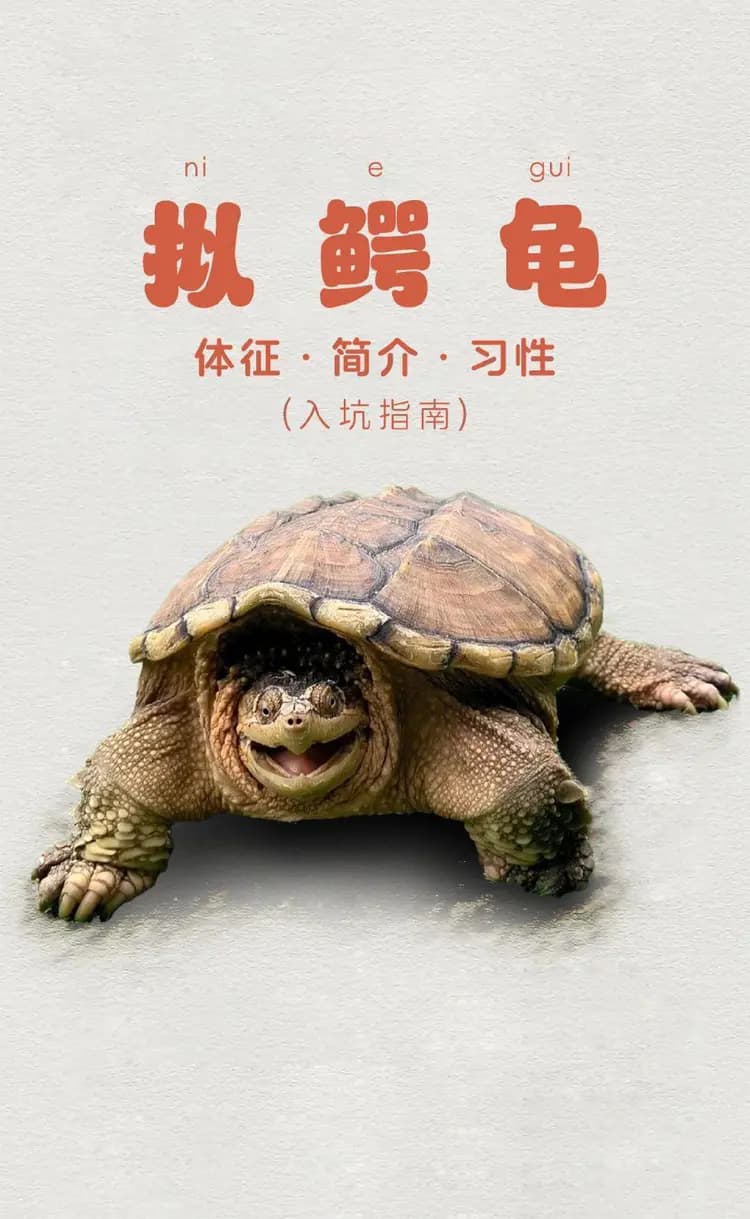养龟大王龟王神酒养龟课堂：拟鄂龟超详细饲养大全