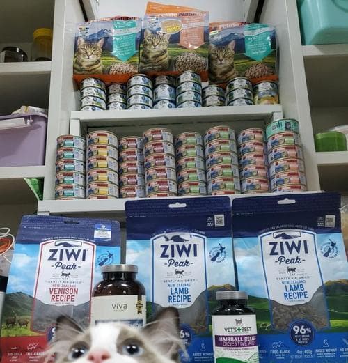 布偶猫营养猫粮的正确喂食方法是什么？