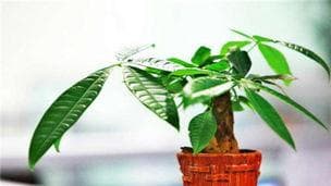 发财树浇水的正确方法,掌握时机与技巧，让绿植茁壮成长