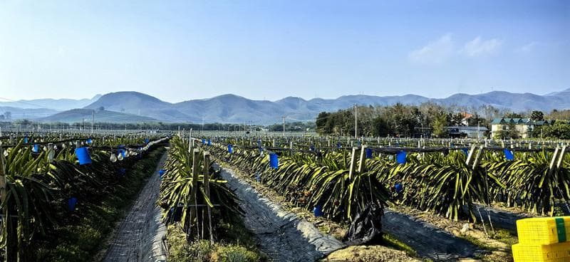 千年古韵傣家寨，隐世田园曼远村