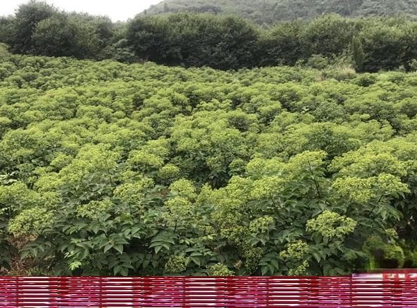 吴茱萸的历史典故源自春秋战国时期吴国
