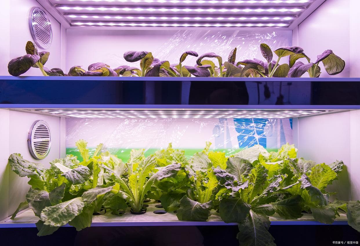 灯光对植物生长有用吗？探讨人工光源的科学原理与实用策略