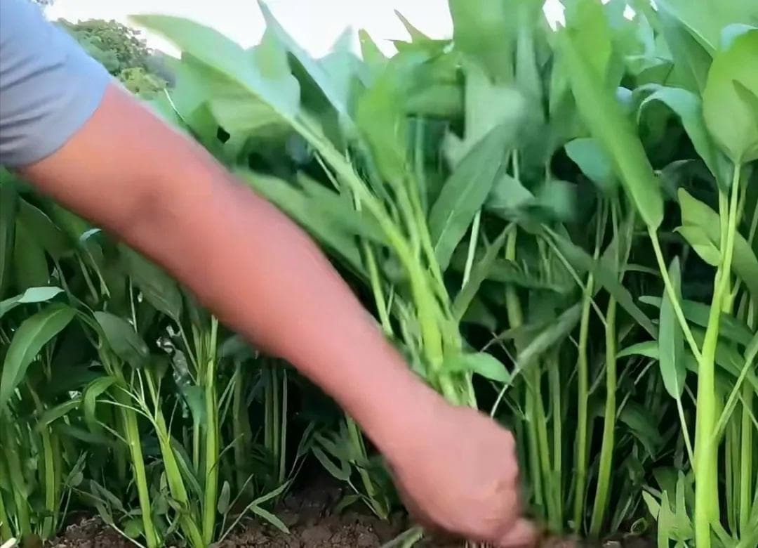 空心菜种植技术操作要点