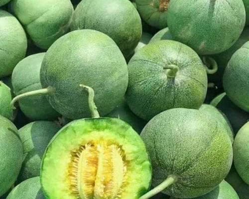 香瓜的种植与成熟时间（解密香瓜的生长周期及采摘技巧）