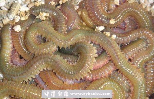 海蜈蚣的营养价值与功效