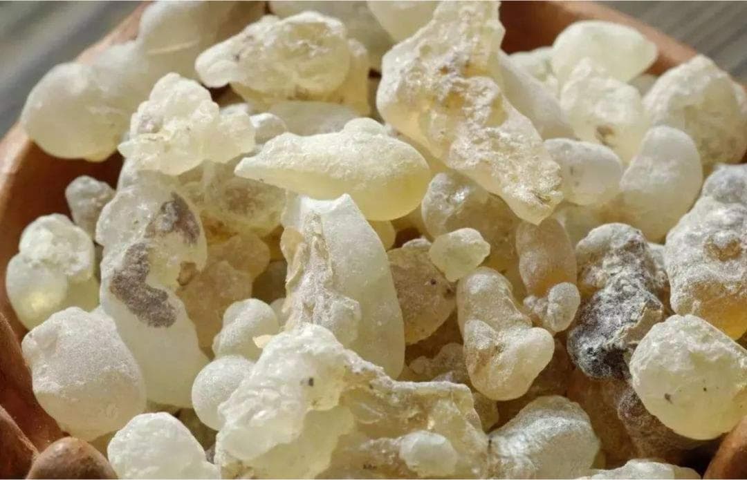 中医中药｜最古老的香料之一——中药乳香