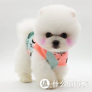 给毛孩子选粮，这些你必须知道！