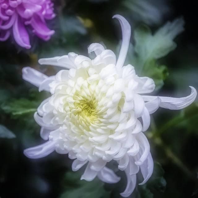 孤标傲世偕谁隐：林黛玉《问菊》诗赏析