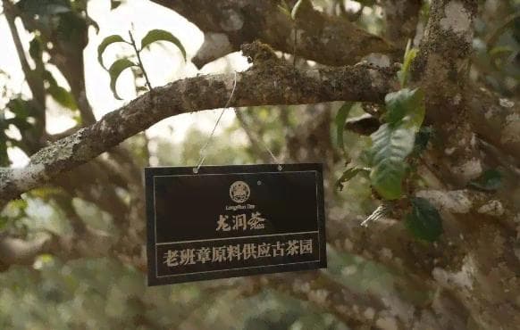 探寻龙园秘境：经典龙园号普洱茶的传承与品鉴简介