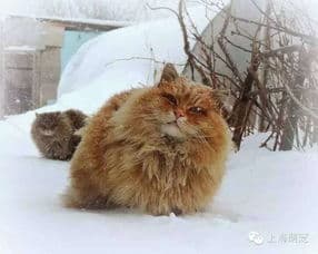 西伯利亚猫养护秘籍，新手必看！