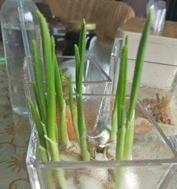 大蒜种子发芽与种植技巧（快速发芽与高效种植，提高大蒜产量）