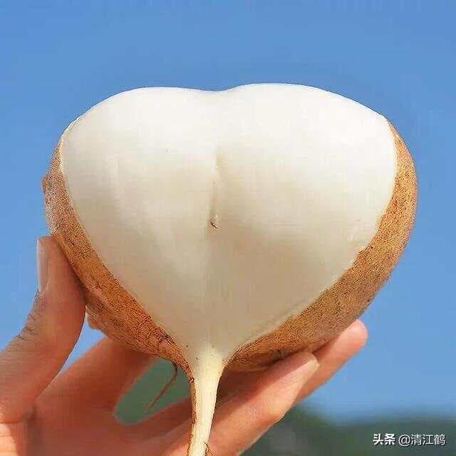 凉薯种植技术全攻略：从播种到收获的全程管理指南