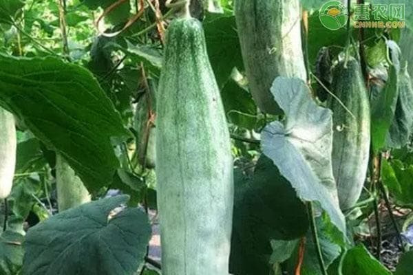 羊角蜜几月份种植？如何种植？