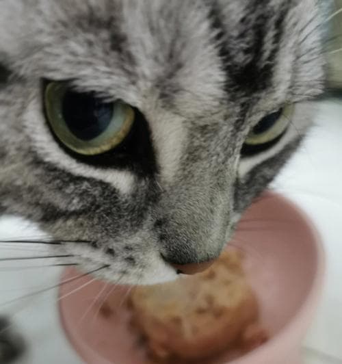 猫咪吃饭的表现与意义（探究猫咪吃饭的习性与健康状况）