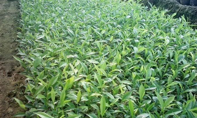 牛大力在中国南方地区的适宜种植场所剖析