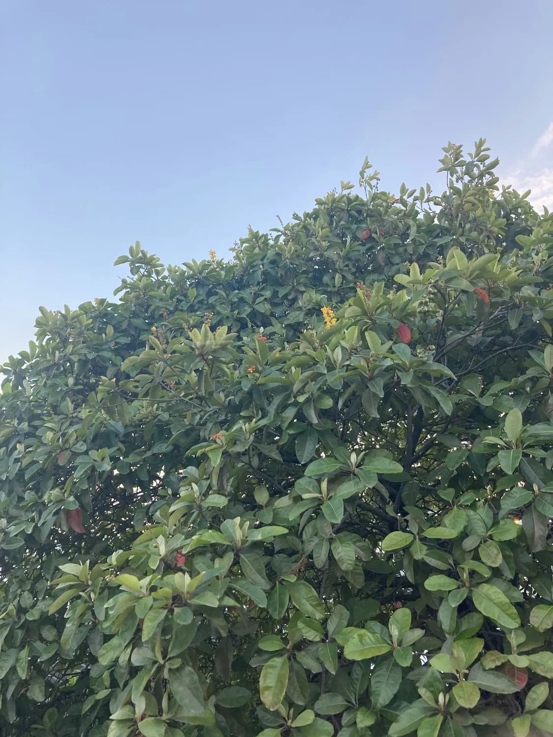 罗免镇杨梅节：乡村旅游新宠儿
