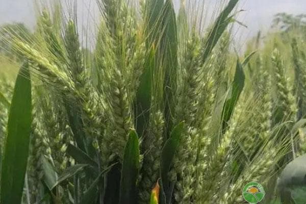 小麦什么季节成熟？种植技术全攻略