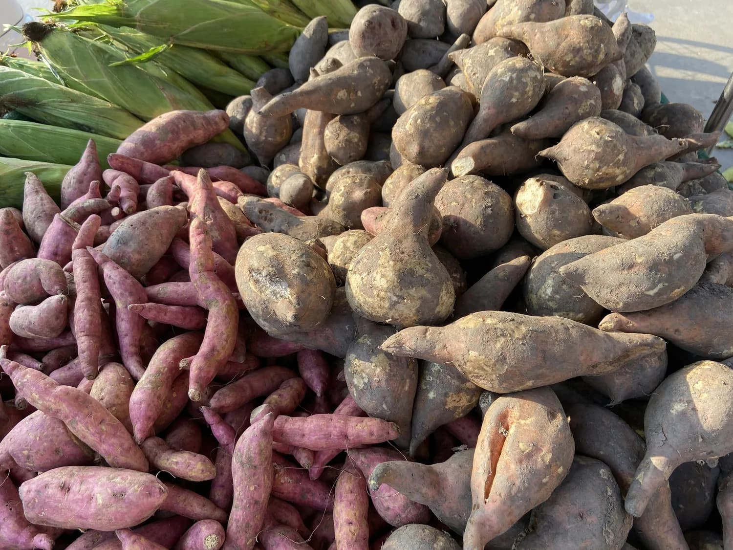 李强曹清河揭秘最新甘薯育种技术