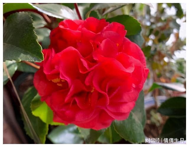 这2款茶花是我国“独有”，也被誉为园艺三宝，花朵比人参有营养