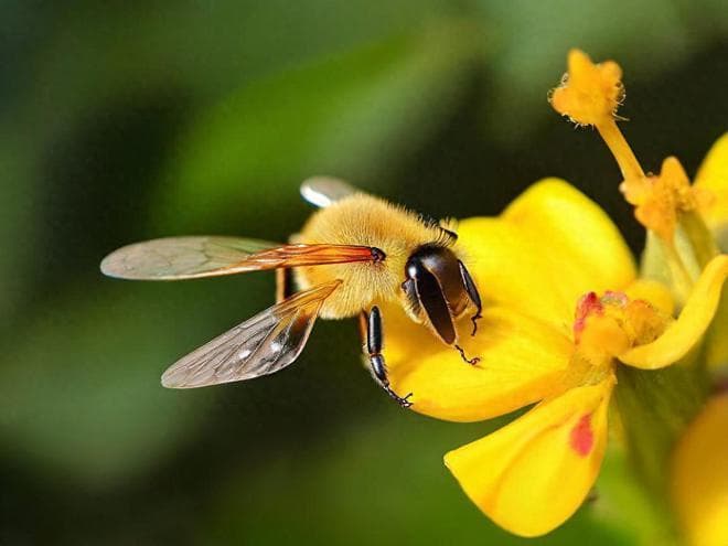 一文搞懂蜂蜜、蜂胶、蜂王浆的区别