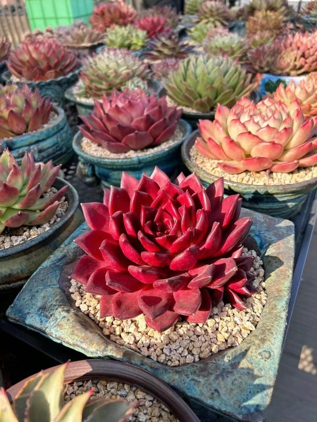 多肉植物叶片发黄的五大原因与应对方法