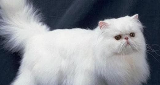 猫咪几个月才算成年期？如何判断猫咪的成年状态？