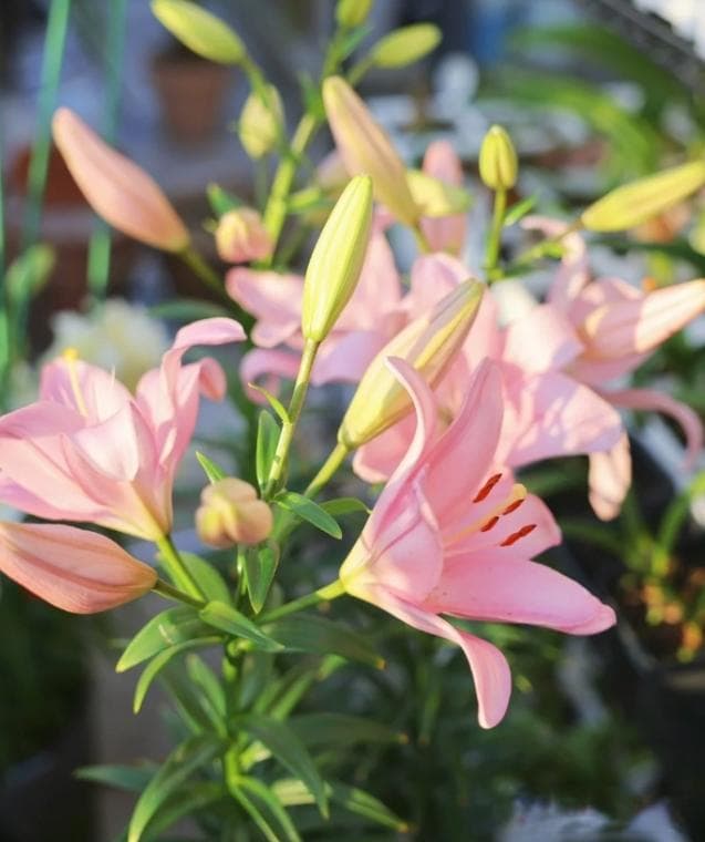 百合花怎么养才能开花多并旺盛，关键是做好这6点！