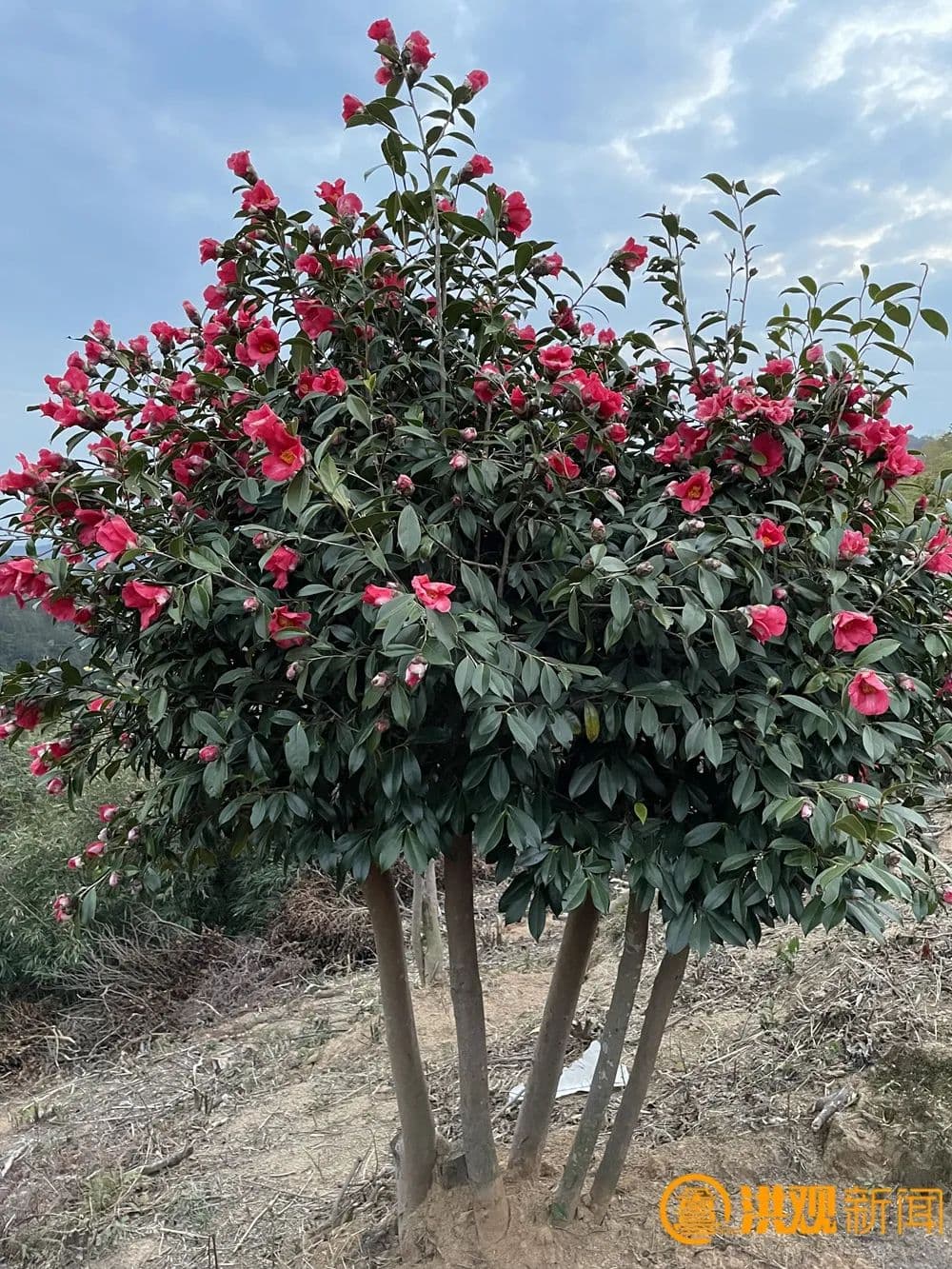 解密南昌“花花世界”背后的科技力量