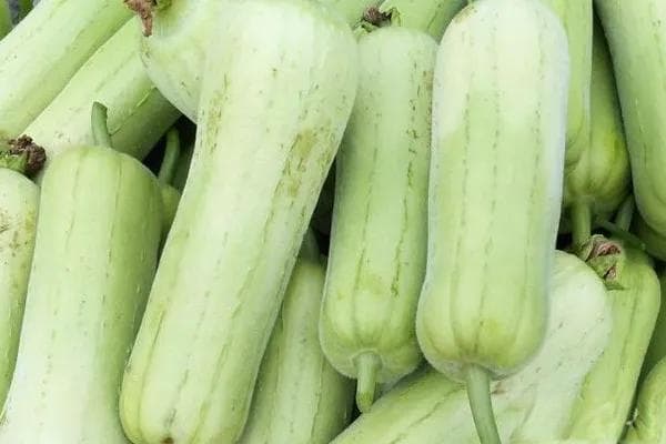 丝瓜种植怎样管理才能结瓜多？