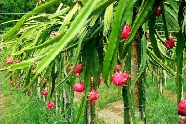 火龙果种植技术与栽培技术