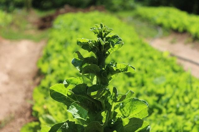 红薯种植方法详解：从选地到收获的全程指南
