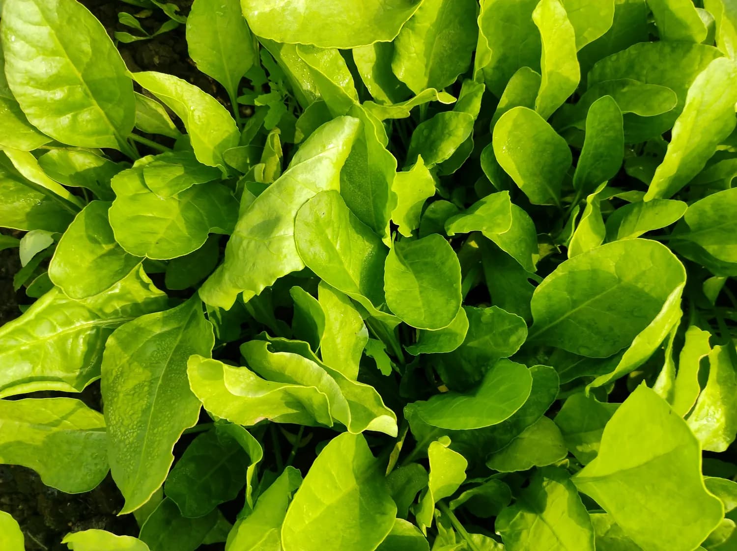 创意升级！海鲜椰奶上汤鸡毛菜的做法
