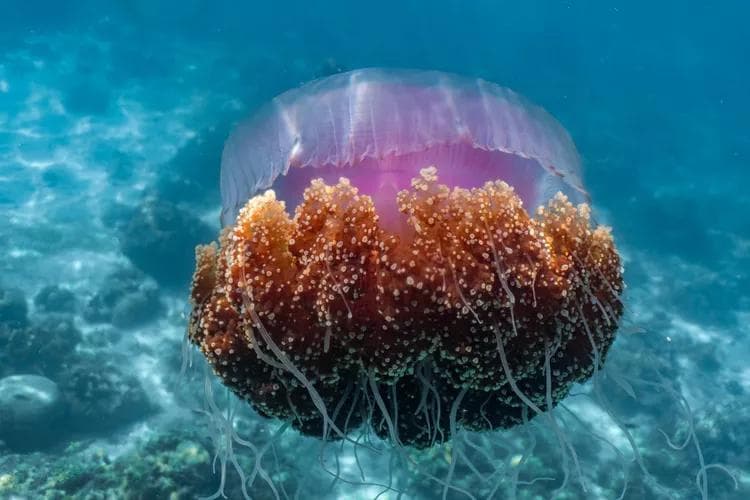 水母：海洋中的神秘生物——10种最酷的水母介绍