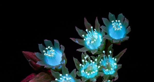 哪些花象征着光明和黑暗并存？光明和黑暗并存的花语是什么？