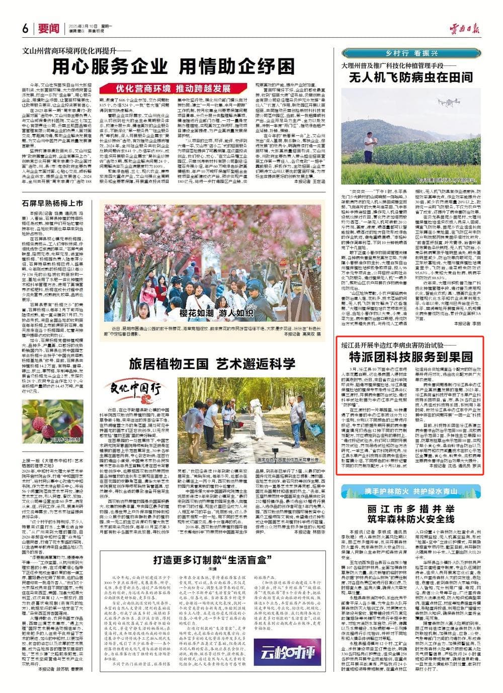 筑牢半边红李“防护墙” ！《云南日报》关注绥江病虫害防治试验