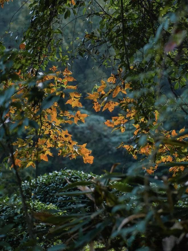 徒步杭州天竺山：领略自然与禅意之美