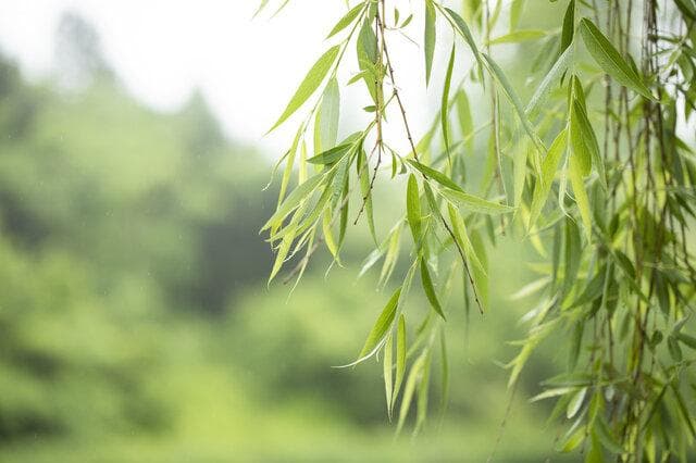 旱柳：一种常见的园林绿化树种