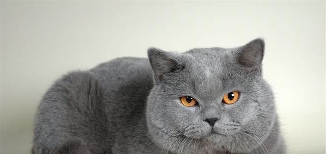 适合家里有孩子的猫咪品种推荐