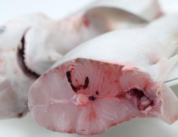 鲨鱼肉能吃吗？营养价值与食用指南全解析
